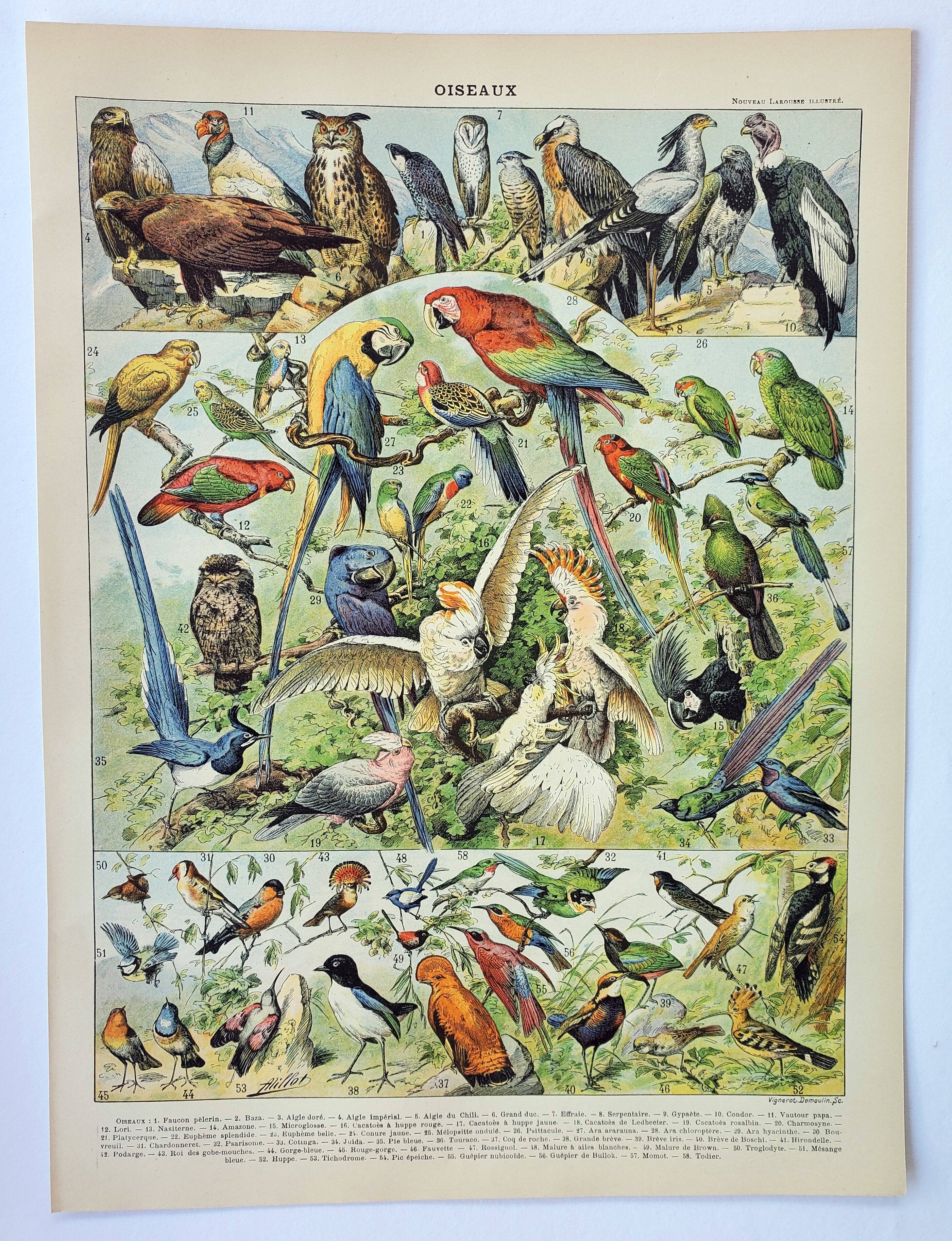 Gravure ancienne 1898, Oiseaux 1: espèces, rapaces • Lithographie, Planche originale