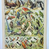 Old engraving 1898, Birds 1: species, raptors • Lithograph, Original plate