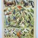 Gravure ancienne 1898, Oiseaux 1: espèces, rapaces • Lithographie, Planche originale
