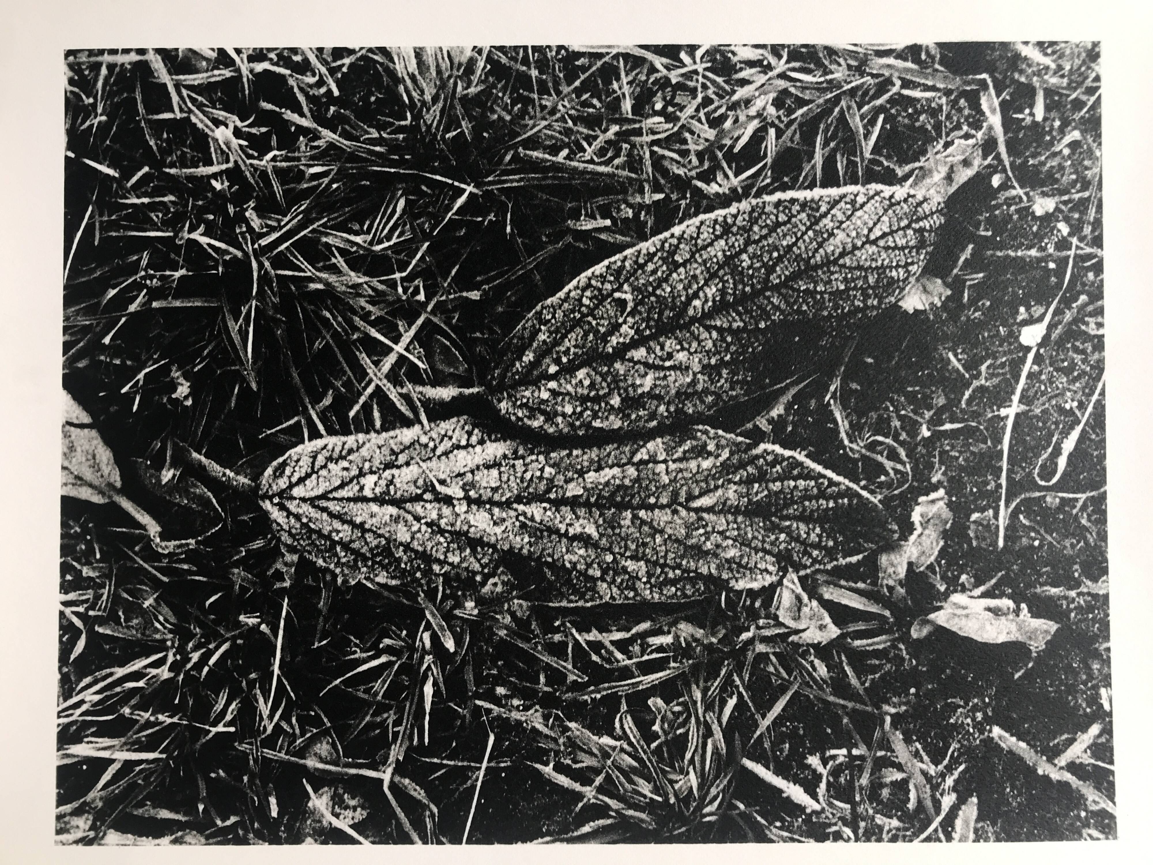 Rosine nusimovici, frost, 1980. black and white silver print signed on the back