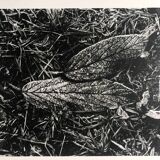Rosine nusimovici, frost, 1980. black and white silver print signed on the back