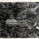 Rosine nusimovici, frost, 1980. black and white silver print signed on the back
