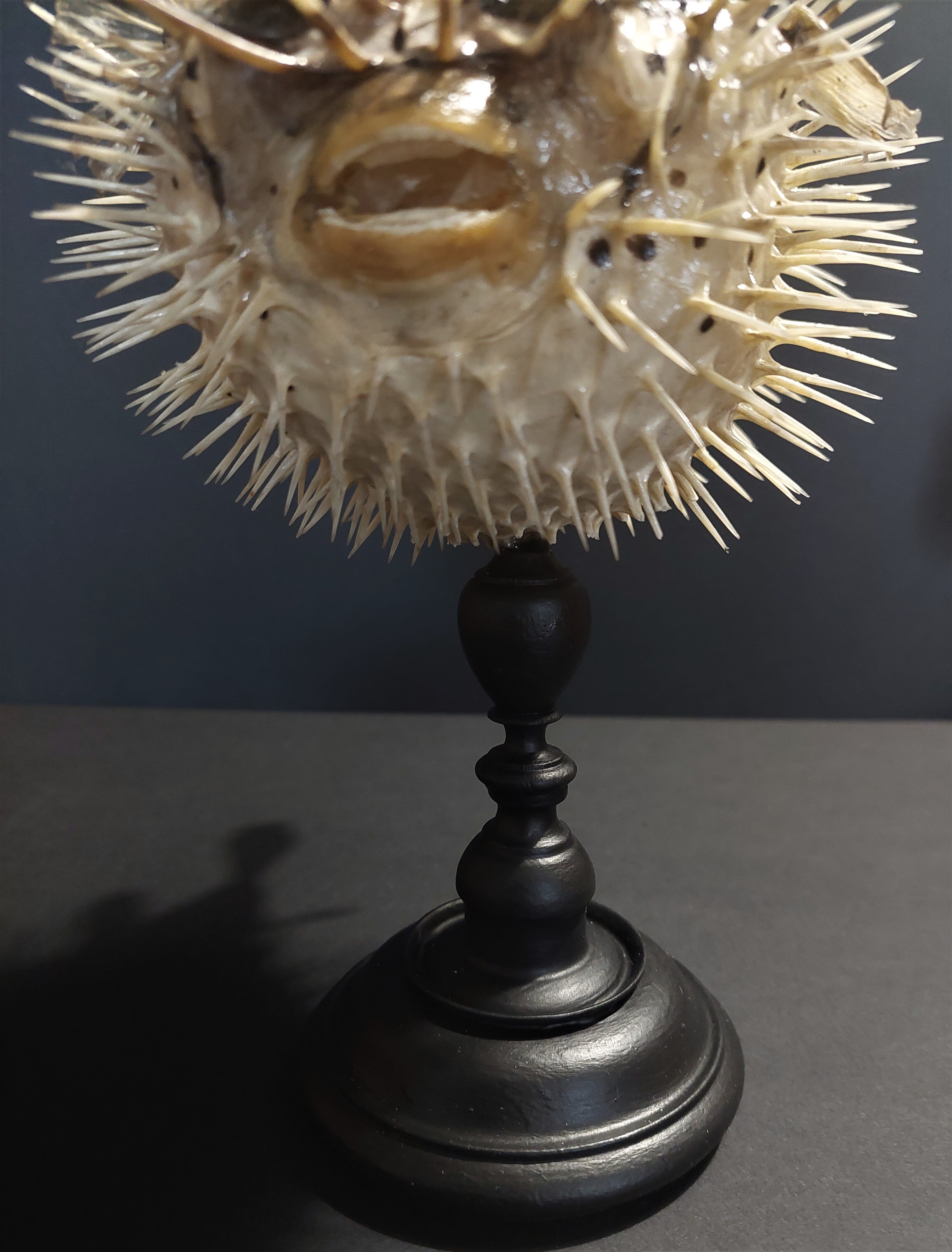 Cabinet of Curiosities naturalized fish diodon holocanthus on base