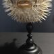 Cabinet of Curiosities naturalized fish diodon holocanthus on base