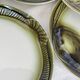 6 fish plates, earthenware from Moulin des Loups in Orchies