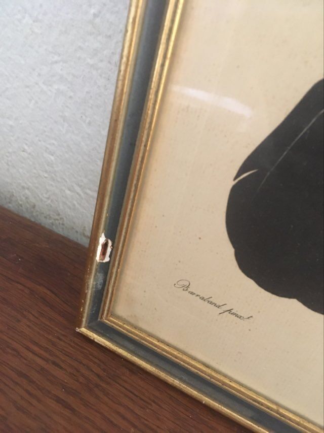 Ornithological board "The Giant Touraco" by Barrabant.