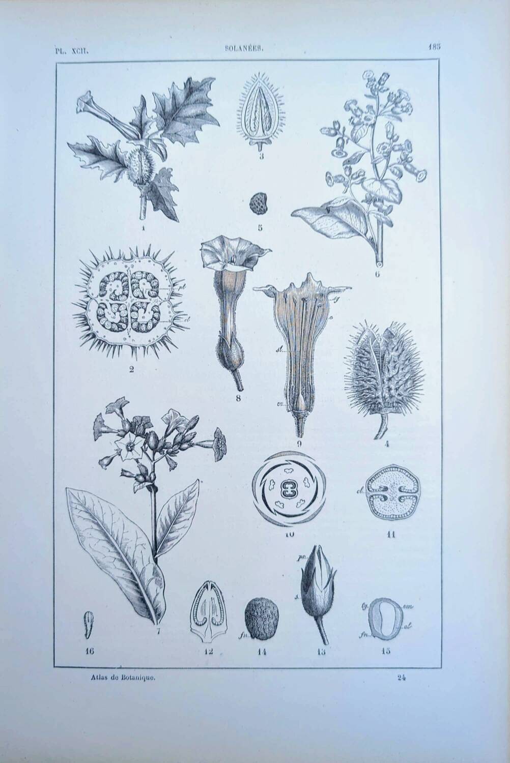 Printed in 1889, the nightshades (Solanaceae). Old botanical plate.