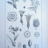 Printed in 1889, the nightshades (Solanaceae). Old botanical plate.