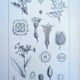 Printed in 1889, the nightshades (Solanaceae). Old botanical plate.