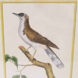 Gravure tableau merle huppé  oiseau  XVIII ème, F. Martinet