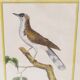 Engraving painting crested blackbird bird 18th century, F. Martinet