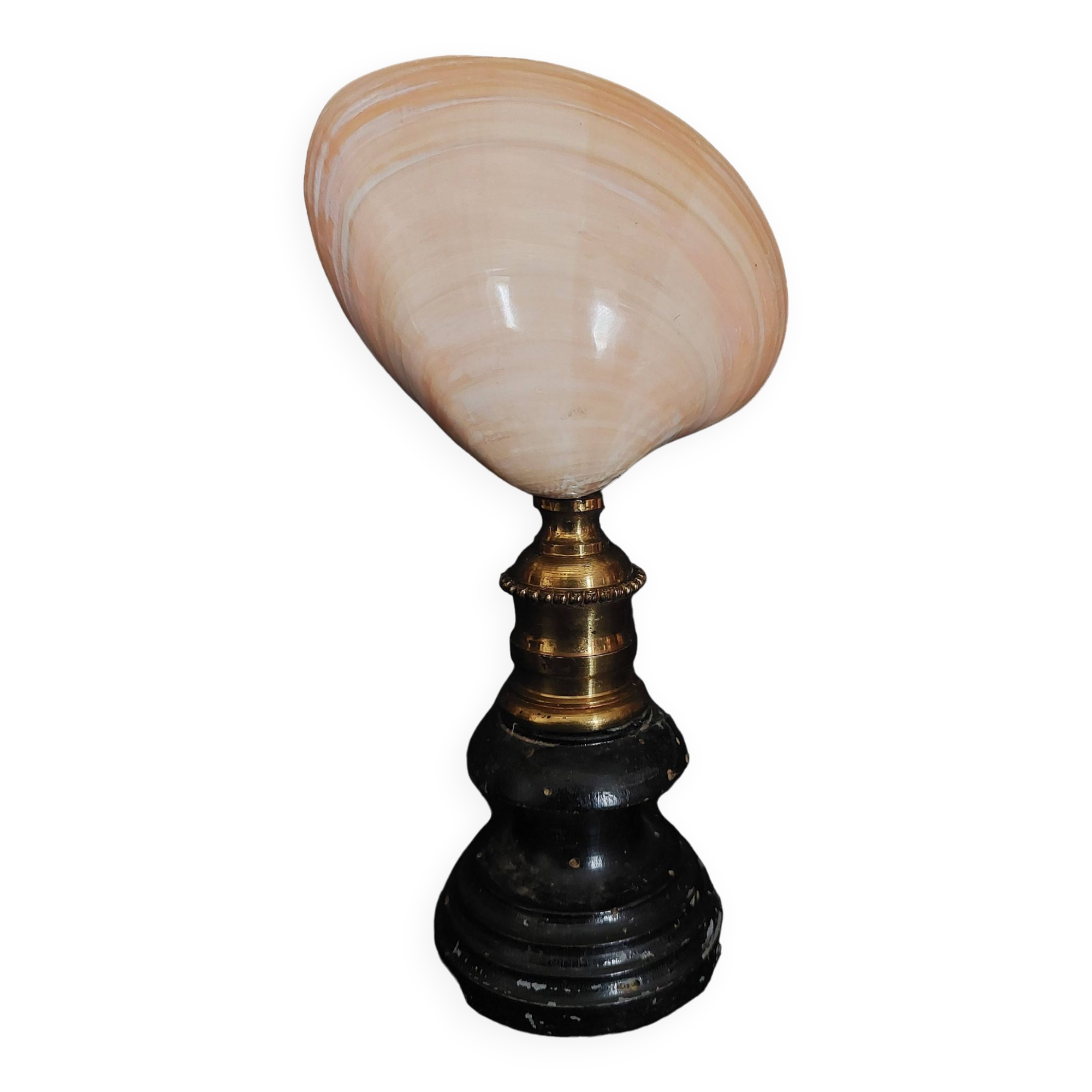 Cabinet of Curiosities codakia tigerina shell on base