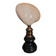 Cabinet of Curiosities codakia tigerina shell on base
