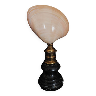 Cabinet of Curiosities codakia tigerina shell on base