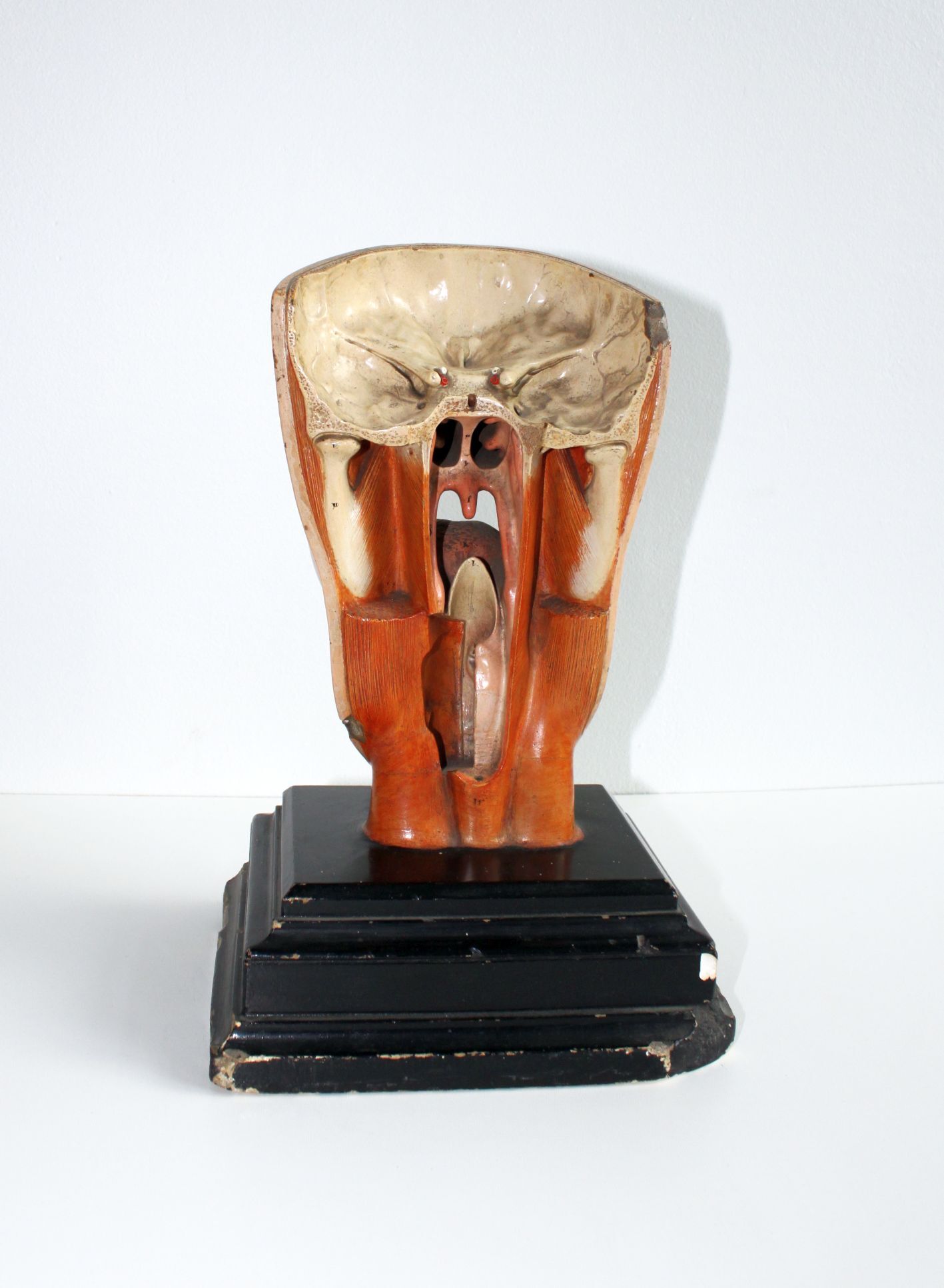 Anatomical model of human face, 30