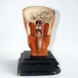 Anatomical model of human face, 30