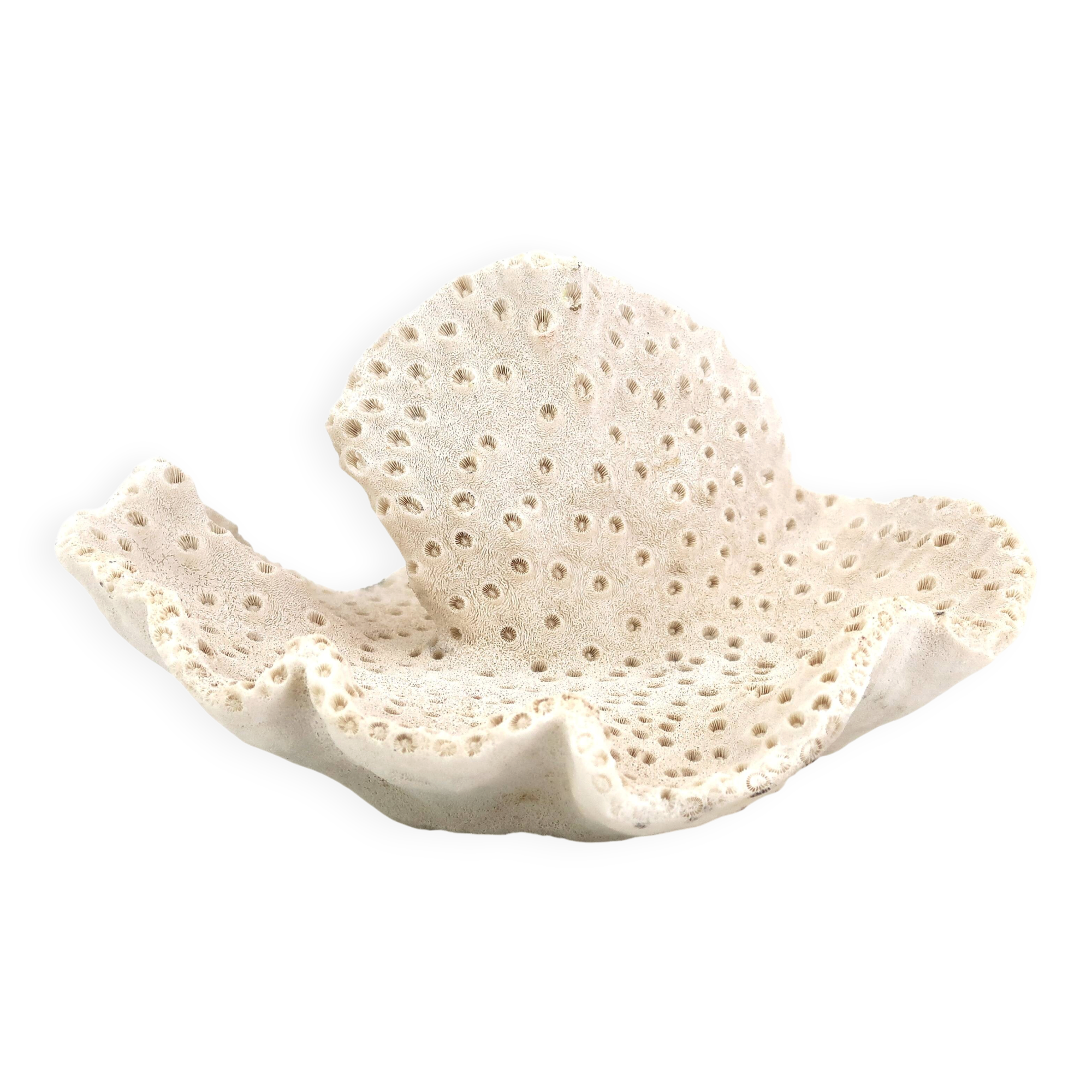 Vintage natural white coral, curiosity cabinet, 1970s