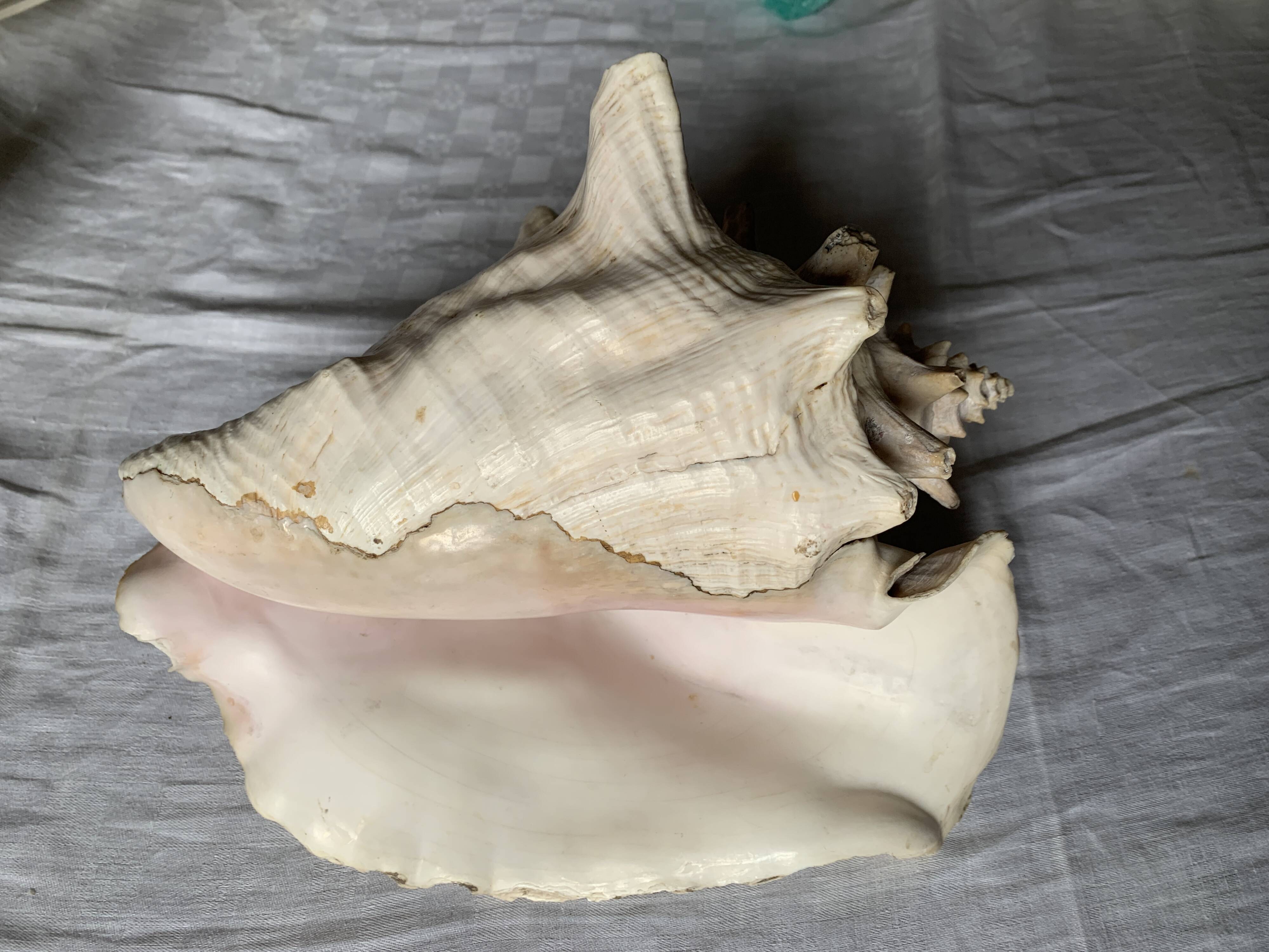 Coquillage de mer