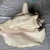 Sea shell