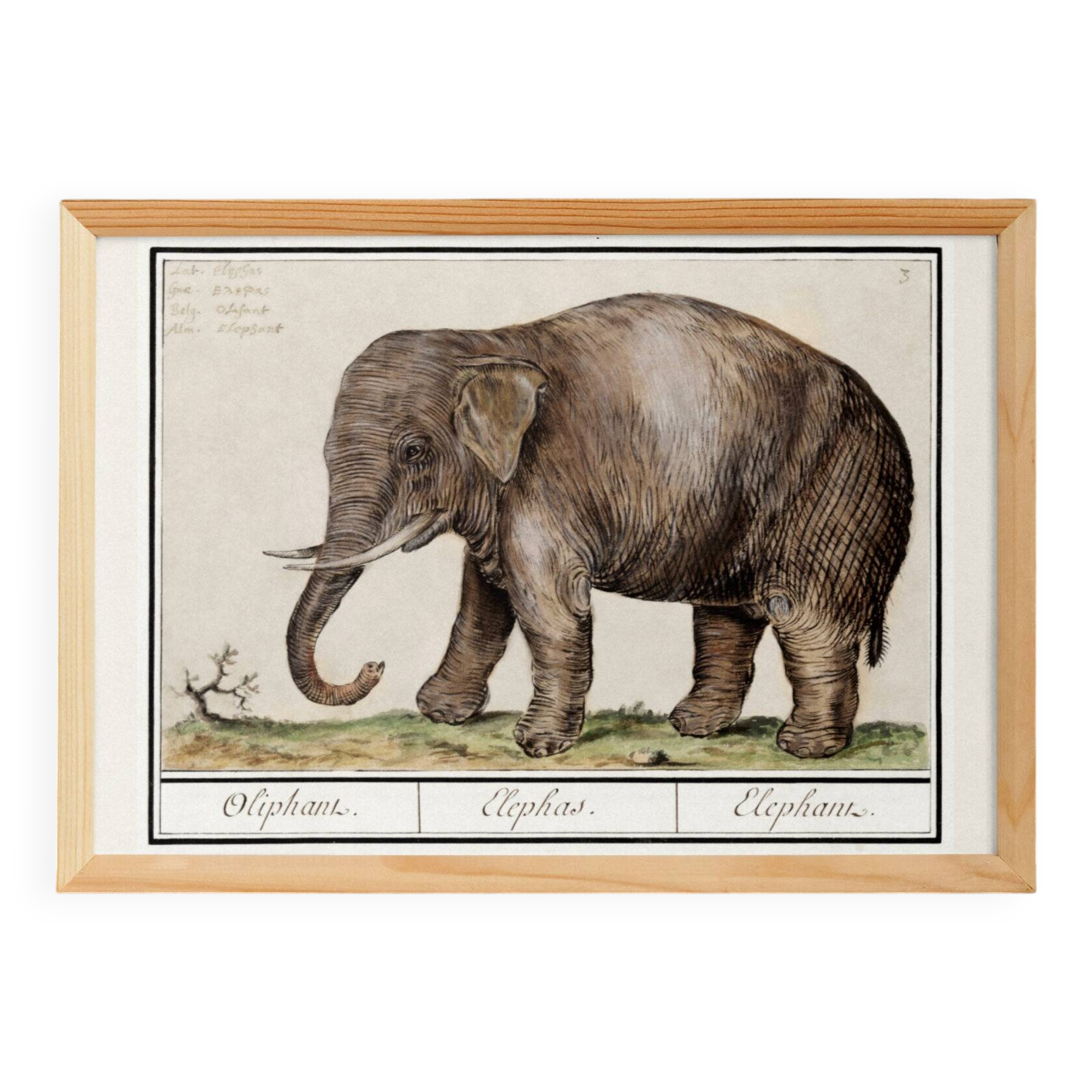 Small poster about an elephant, based on an old engraving from 1610.