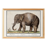 Small poster about an elephant, based on an old engraving from 1610.