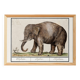 Small poster about an elephant, based on an old engraving from 1610.