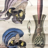 Biology of the flower, Ross, Morin, educational grid, 1900