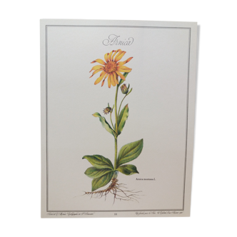 Planche botanique Arnica