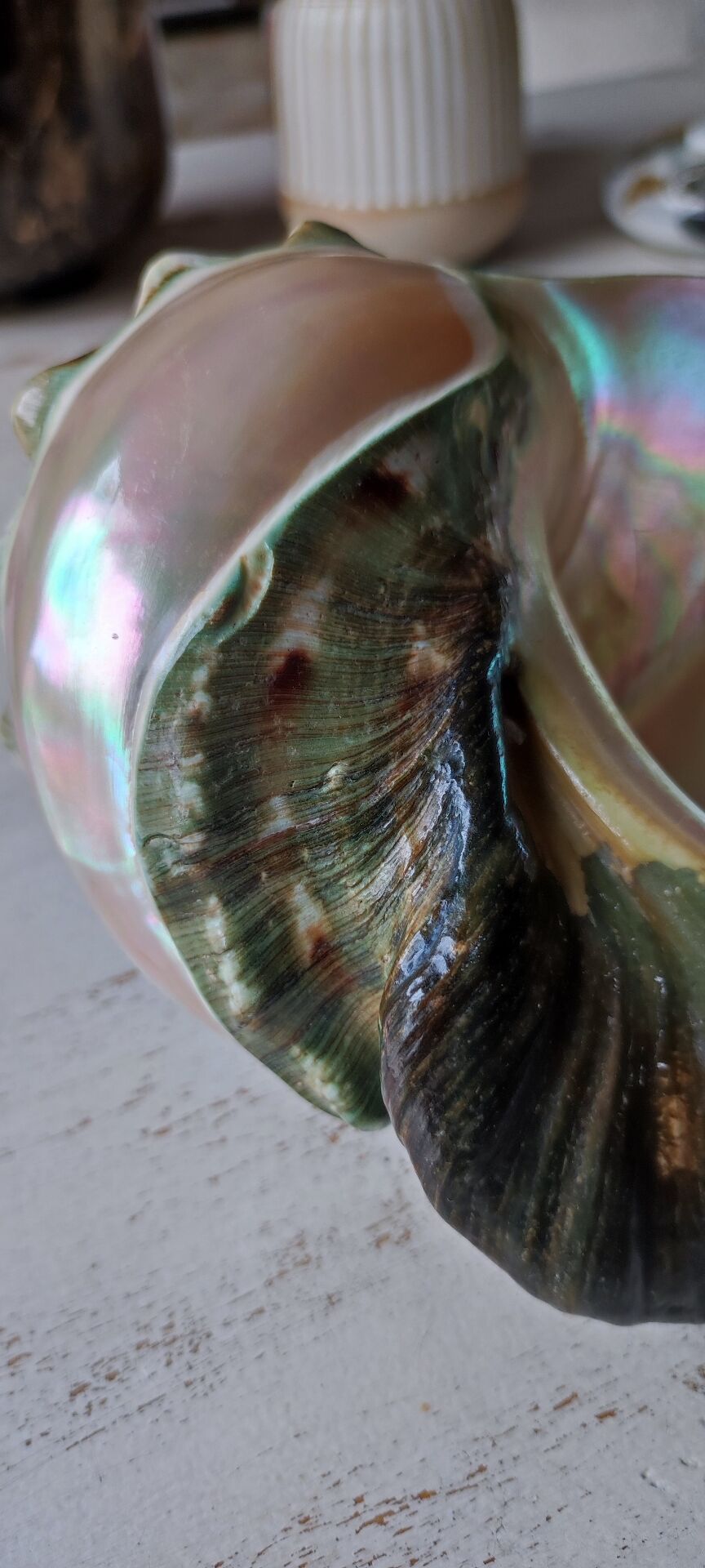 Coquillage deco