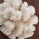 Ancient coral