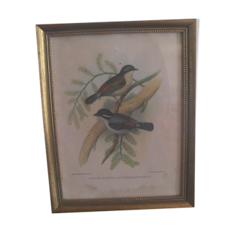 Old vintage j gould lithograph