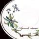 Set of 6 coffee cups and saucers Villeroy & Boch, vintage, Botanica
