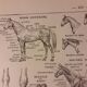 Lithographie sur le cheval de 1922