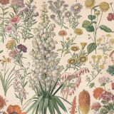 Planche ancienne sur les fleurs 1897