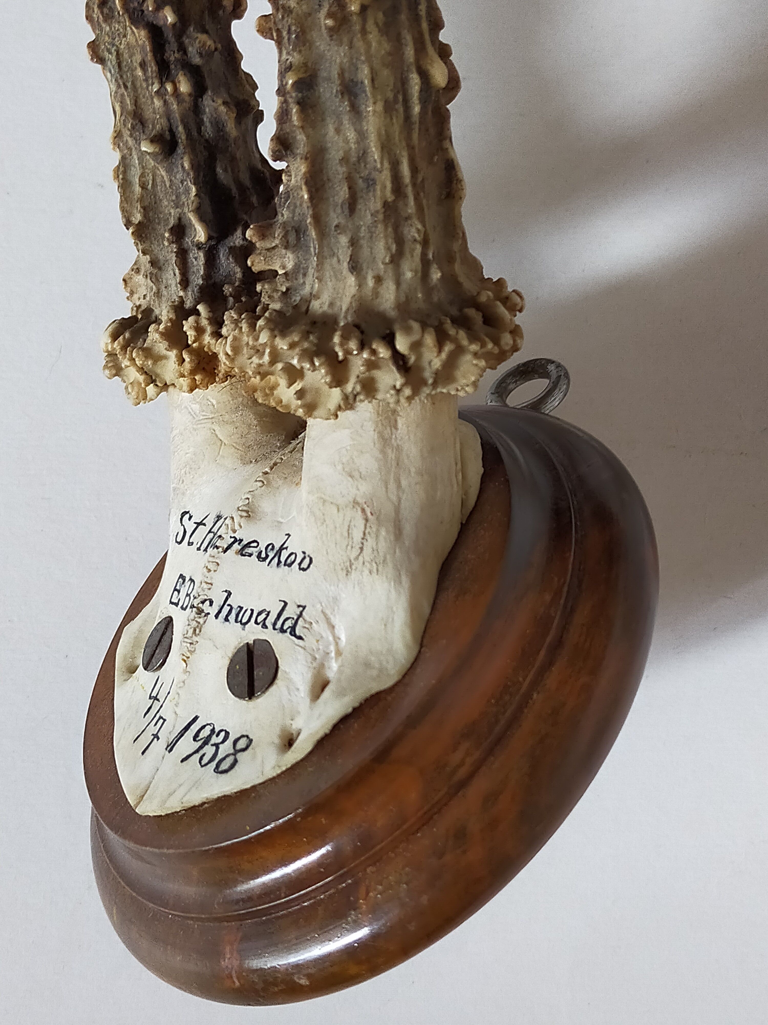 Scandinavian hunting trophy old 30 years