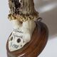 Scandinavian hunting trophy old 30 years