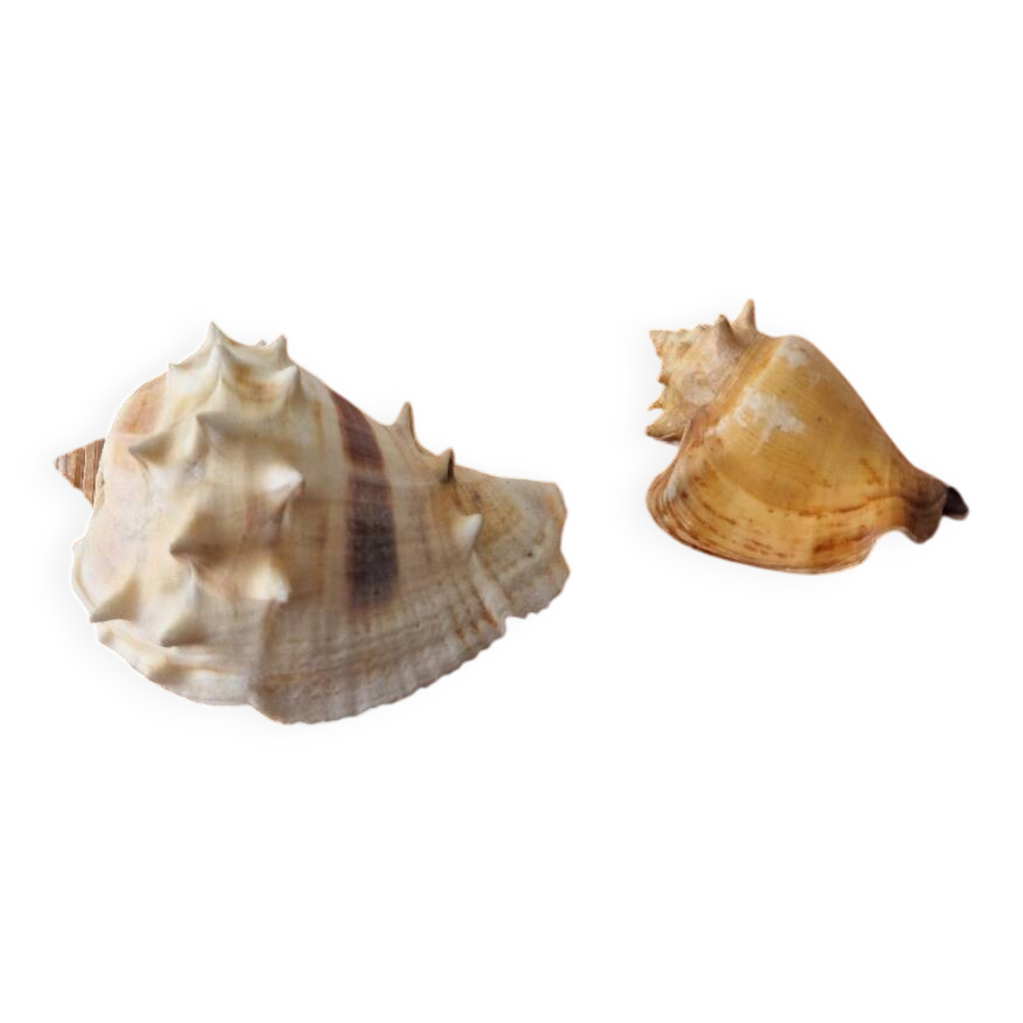 Lot of 2 vintage seashells