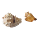 Lot of 2 vintage seashells