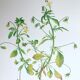 3 botanical plates