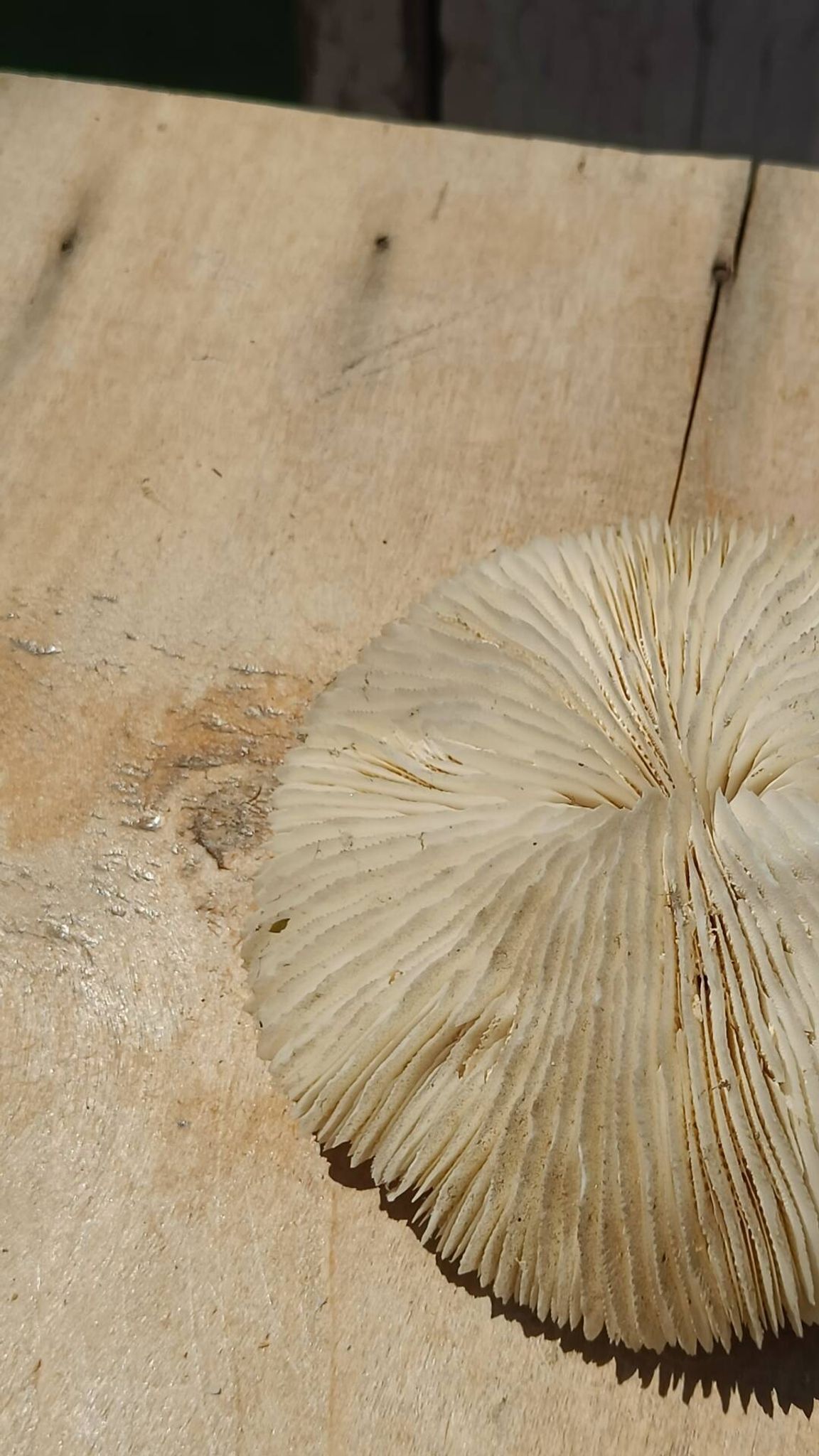 Corail blanc naturel années 70