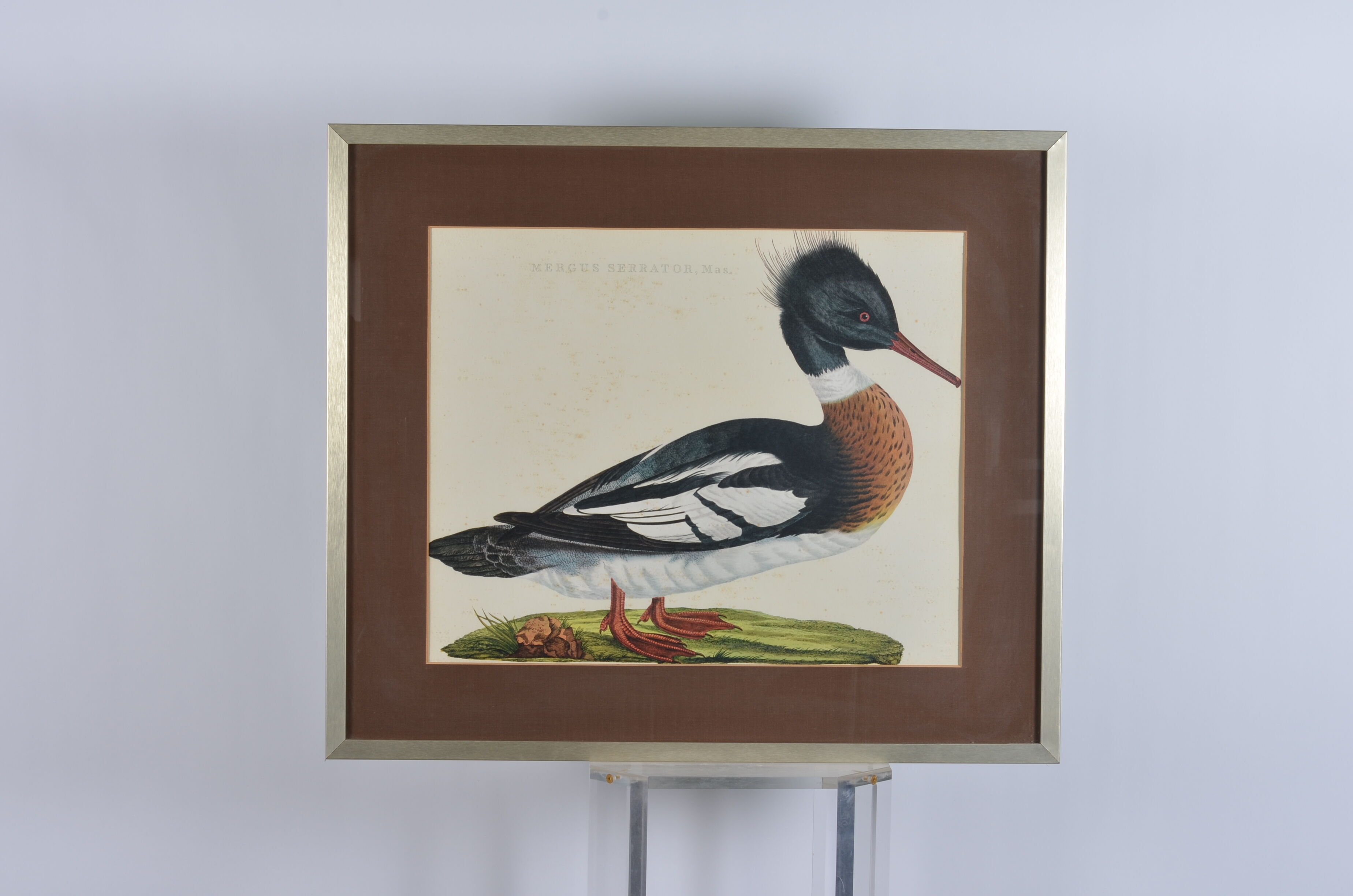 Animal lithography