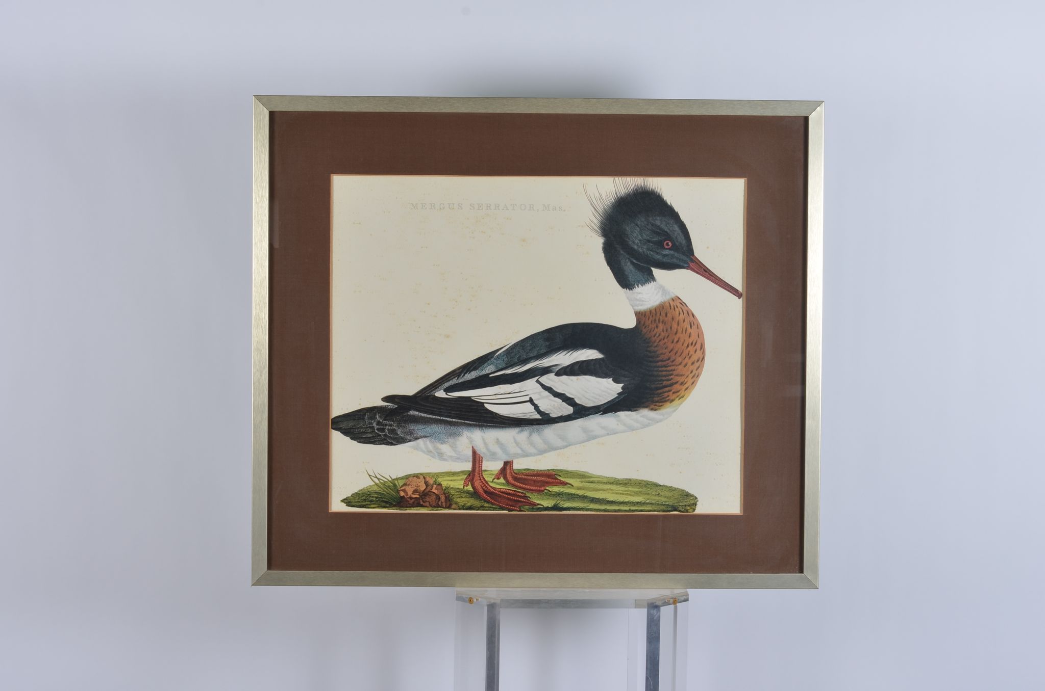 Animal lithography