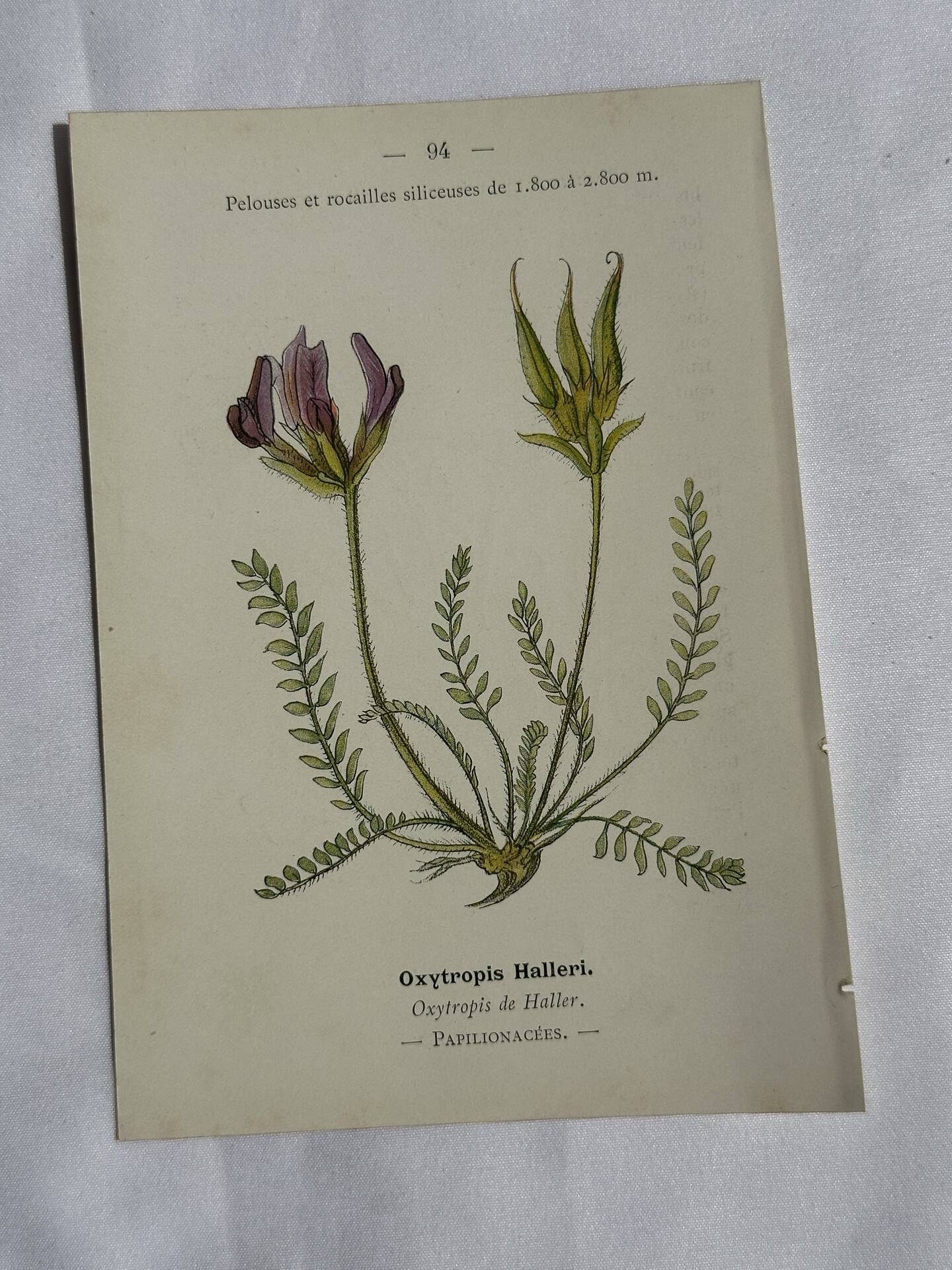 Gravure Botanique Ancienne XIXe – Lithographies Naturalistes  Fleurs &