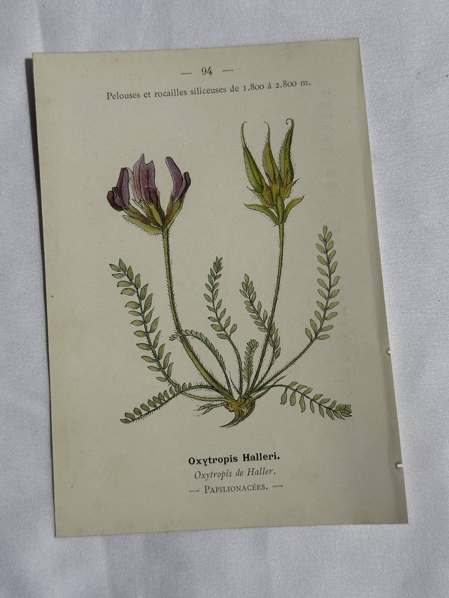 Gravure Botanique Ancienne XIXe – Lithographies Naturalistes  Fleurs &
