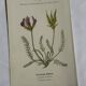 Gravure Botanique Ancienne XIXe – Lithographies Naturalistes  Fleurs &