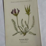 Gravure Botanique Ancienne XIXe – Lithographies Naturalistes  Fleurs &