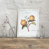 Bergamotier botanical board