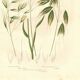 Engraving from 1889 - Wild Oats by A. Pratt - vintage botanical