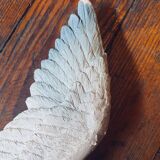 Old seagull to hang