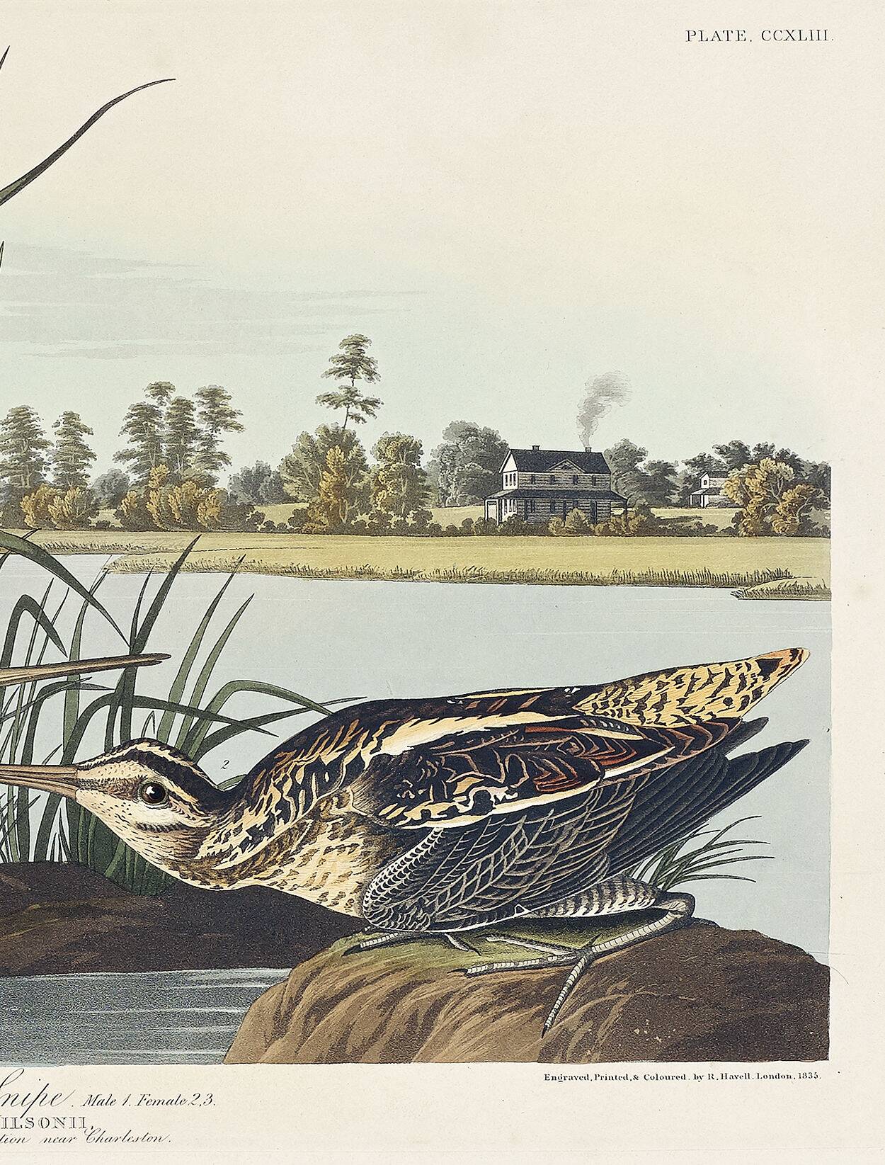 Affiche sur la Bécassine d’Amérique, d’après une gravure ancienne de 1827.
